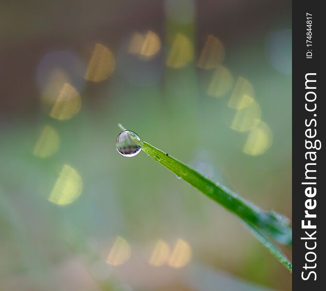 Raindrop on the green grass in rainy days in winter season, green background