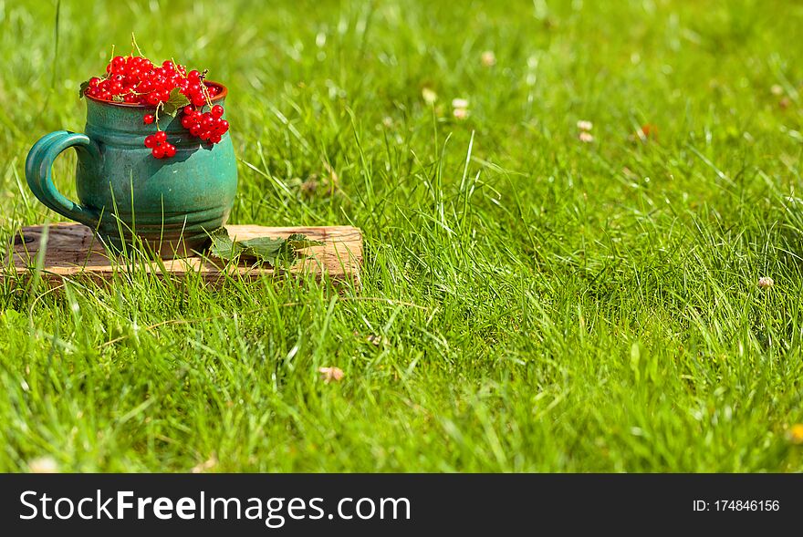 Red currant in a pot on a grass in the garden