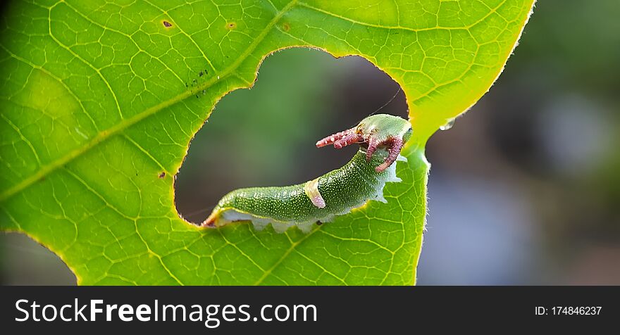 Little dragon Caterpillar on the green leaf