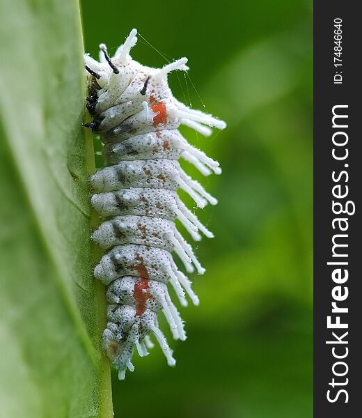 White Caterpillar on the green leaf