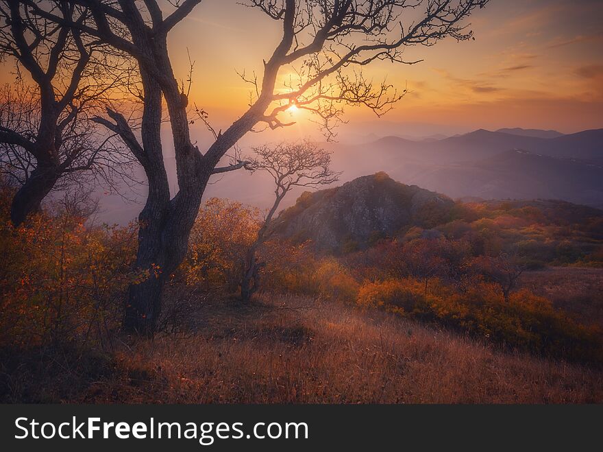 Late autumn landscape. tree at sunset time. Beautiful fall nature. sunbeams coloring the hills. Late autumn landscape. tree at sunset time. Beautiful fall nature. sunbeams coloring the hills