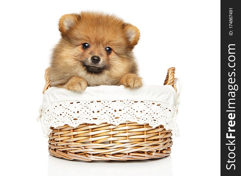 Cute Pomeranian Spitz puppy looking at the camera in basket on a white background