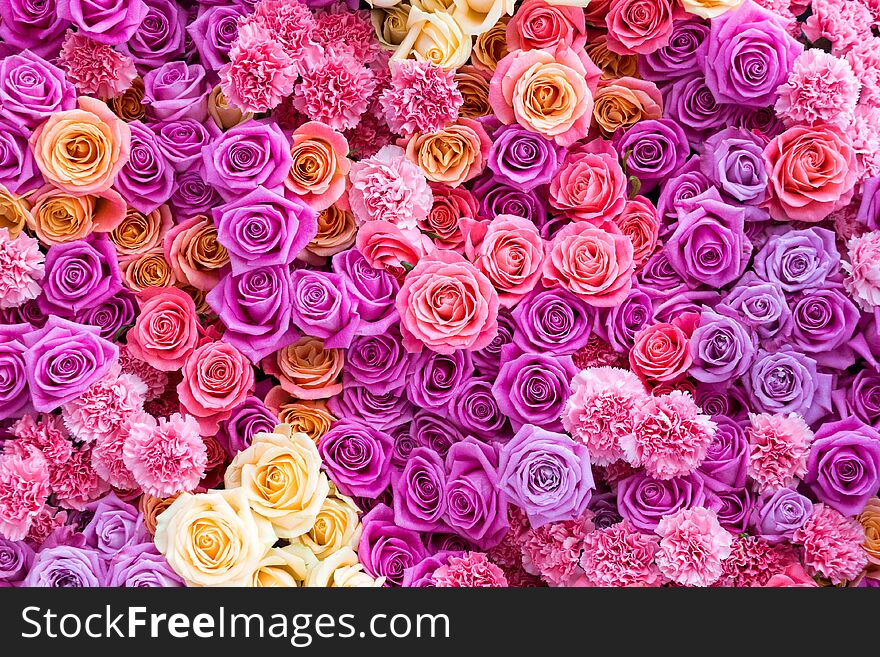 Arrangement of pink  living roses and carnation, top view, flat lay. Flowers background. Arrangement of pink  living roses and carnation, top view, flat lay. Flowers background