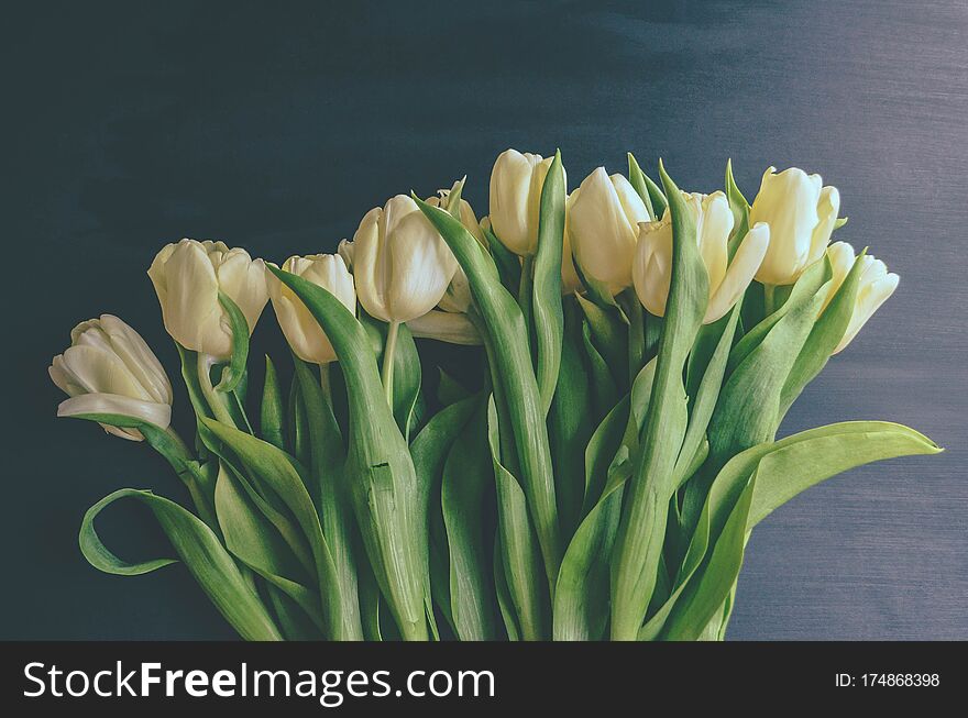 White, yellow tulips on a black background on March 8