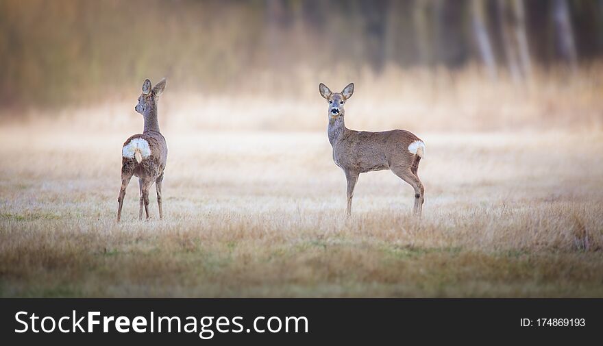 Capreolus capreolus, two Roe Deers are standing on the summer meadow before the sun in the grass with early dew. Wildlife scenery