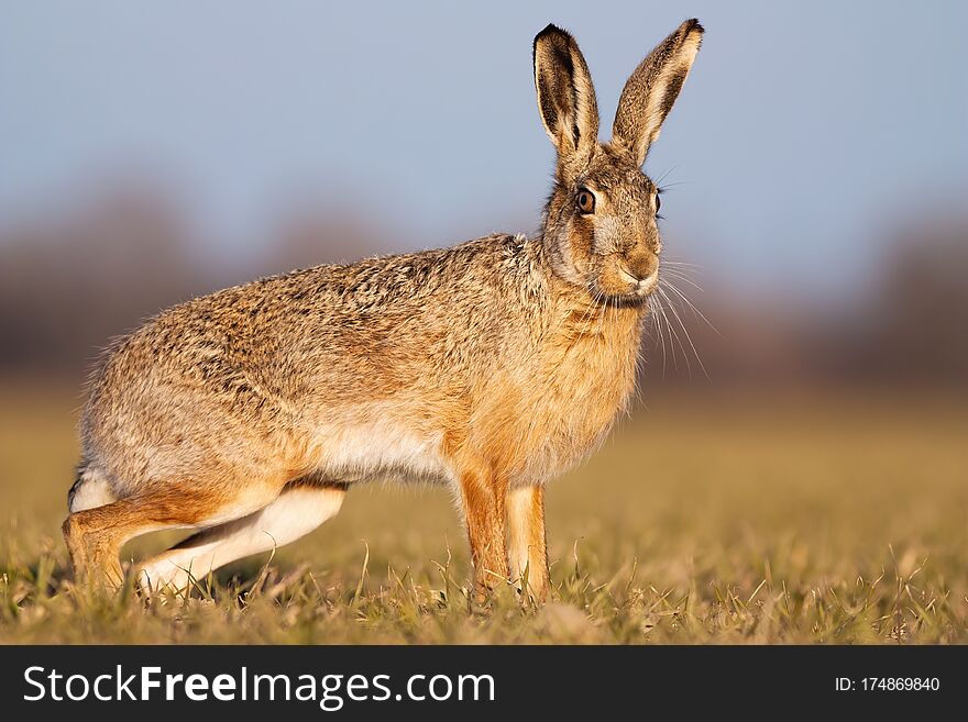 Cute brown hare, lepus europaeus, standing on a field in spring at sunset. Adorable wild animal looking to camera in horizontal composition from low angle view. Cute brown hare, lepus europaeus, standing on a field in spring at sunset. Adorable wild animal looking to camera in horizontal composition from low angle view.