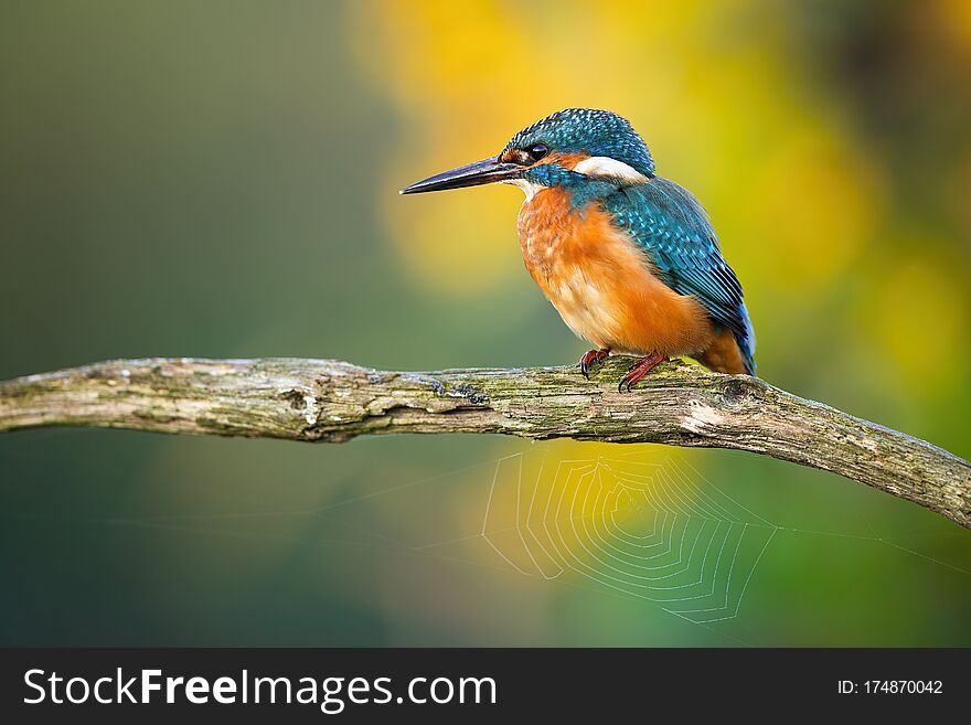 Young Common Kingfisher Sitting On A Branch With Spider Web In Summer