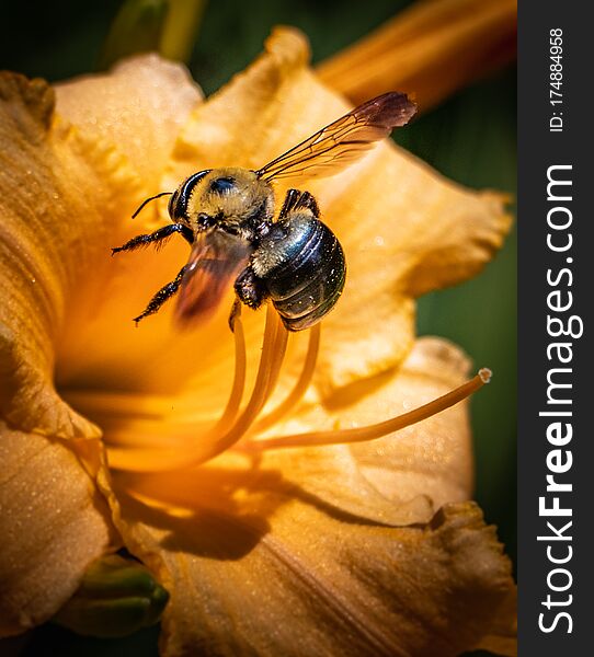 Closeup of a honeybee gathering pollen from a yellow day lily in bloom on a bright sunny day. Closeup of a honeybee gathering pollen from a yellow day lily in bloom on a bright sunny day