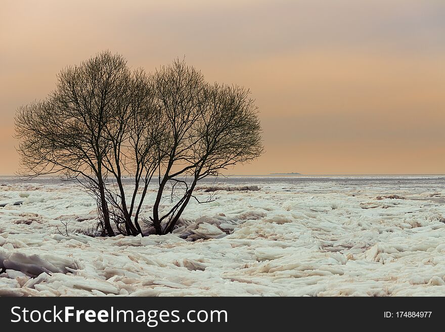 Trees on the field of broken ice, Baltic Sea, Sestroretsk, Russia