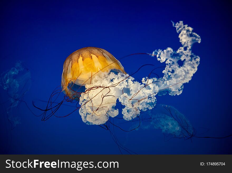 Small jellyfish floating in the water. Dark blue light is on background