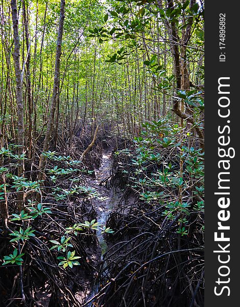 Mangrove forest covered by brown mangrove tree