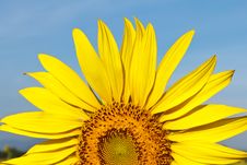 Free Sunflower Stock Photos - 17492673