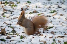 Red Squirrel Stock Images Red Squirrel Stock Images
