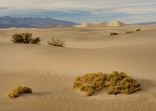 Mesquite Sand Dunes Stock Images