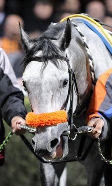 Horse Royalty Free Stock Images Horse Royalty Free Stock Images
