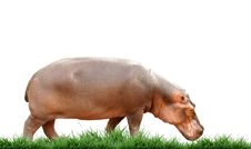 Hippopotamus Royalty Free Stock Image