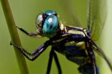 Dragonfly Stock Photo