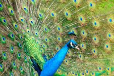 Gorgeous Peacock Stock Image Gorgeous Peacock Stock Image