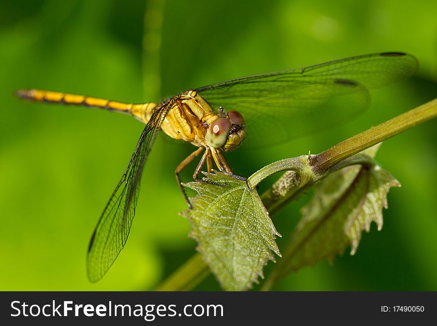 Dragonfly resting on plant stalk