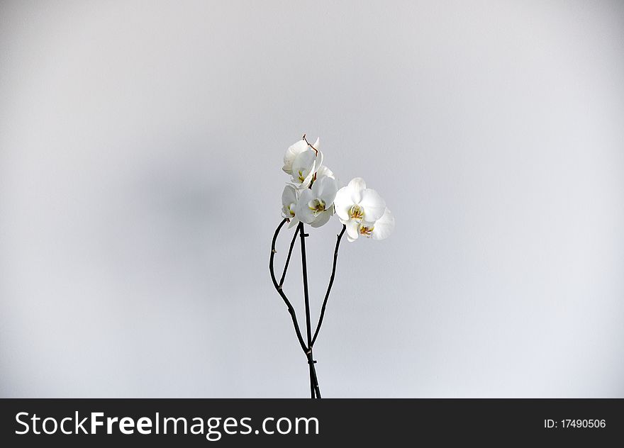 Orchid flower with a white leafs