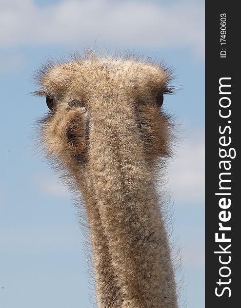Look on the back of an ostrich. Look on the back of an ostrich