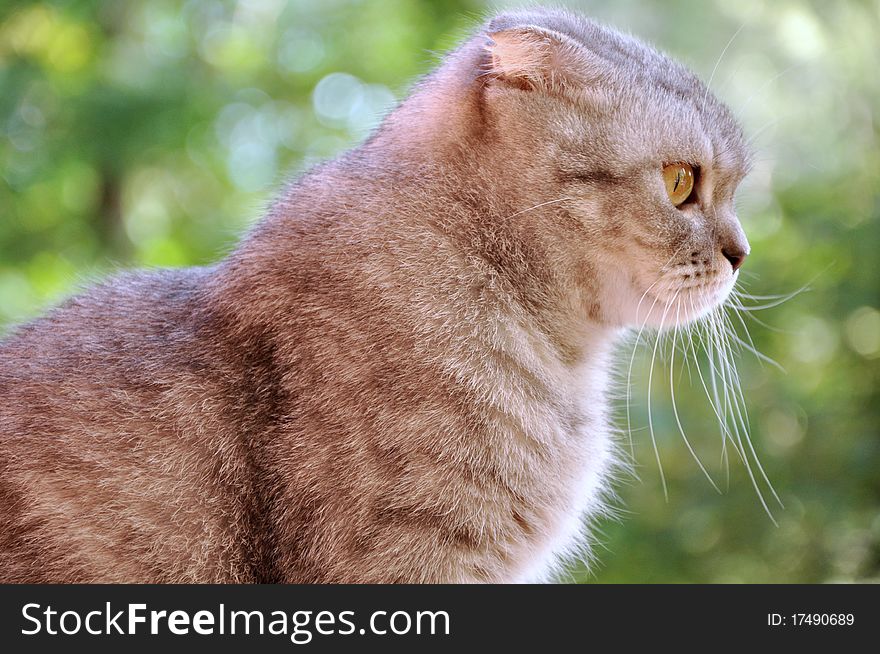 A scotch lop-eared cat sitting on a window-sill