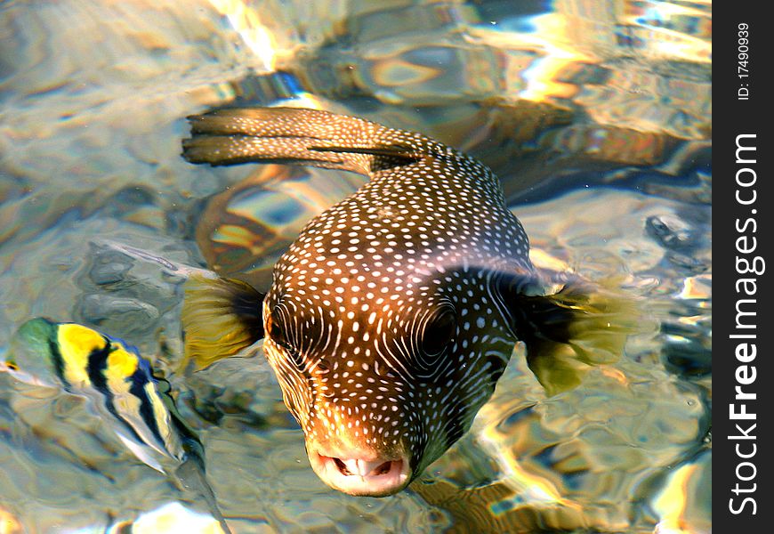 Exotic big fish on Red sea in Egypt. Exotic big fish on Red sea in Egypt