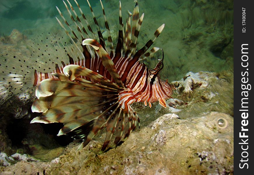 Exotic fish on Red sea in Egypt