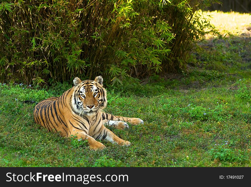 This beautiful Siberian Tiger was resting in the shade on a late afternoon in Florida.