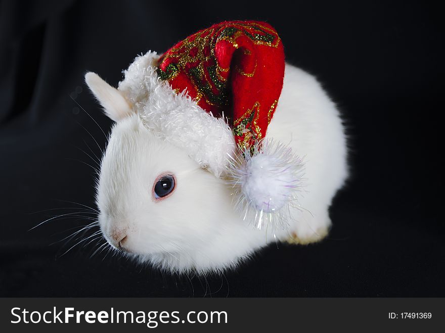 Christmas white rabbit