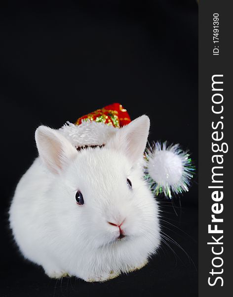 Christmas white rabbit symbol of the Chinese New Year 2011