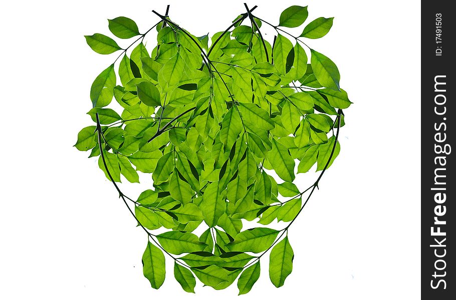 Green Leaf Love Heart Frame Isolated