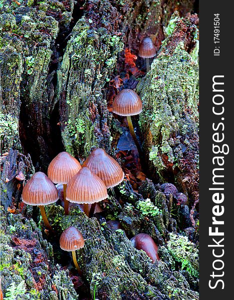 Wild forest mushrooms growing in autumn, macro closeup