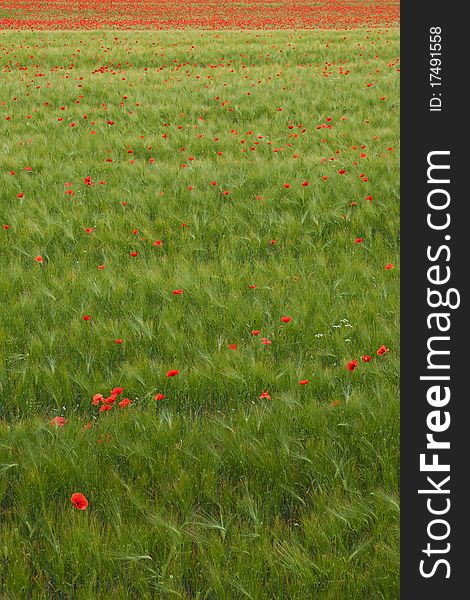 Green wheat field with alot of beautiful poppies. Green wheat field with alot of beautiful poppies.