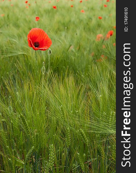 Red Poppy In The Field