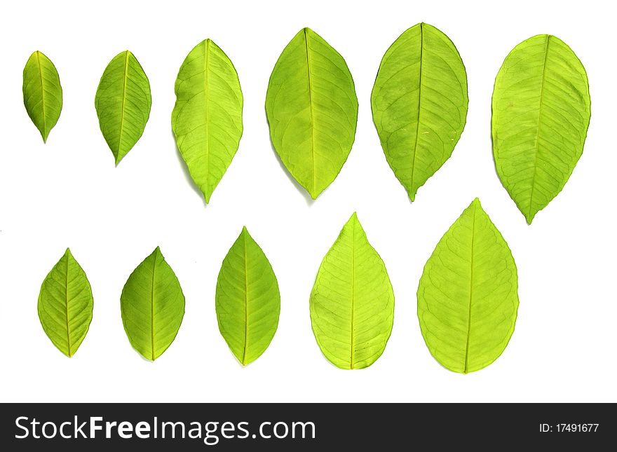 Set of green leaves over white background