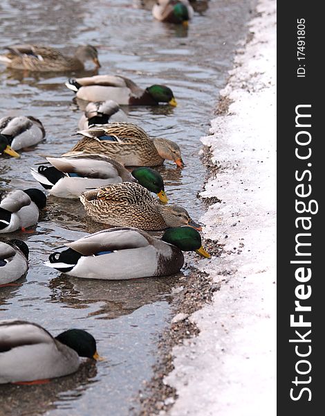 Ducks eating at a lake border during hard wintertime