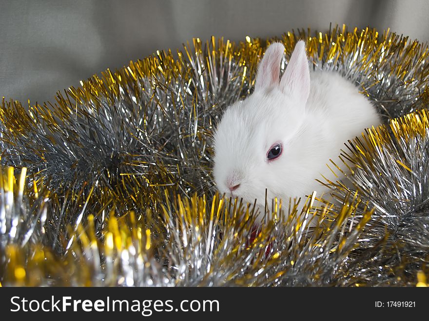 Christmas white rabbit on black background with Santa. Christmas white rabbit on black background with Santa