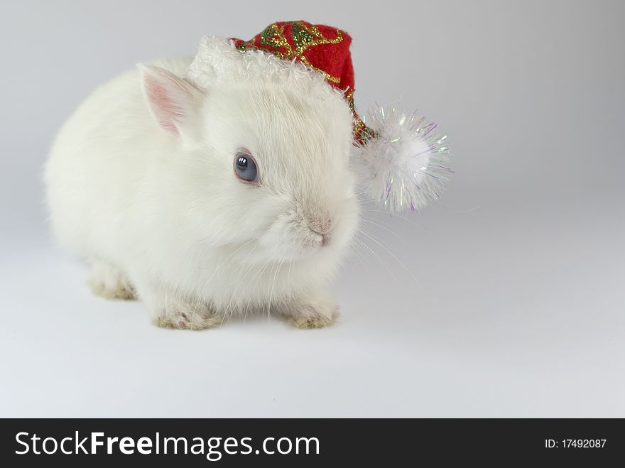 Christmas White Rabbit