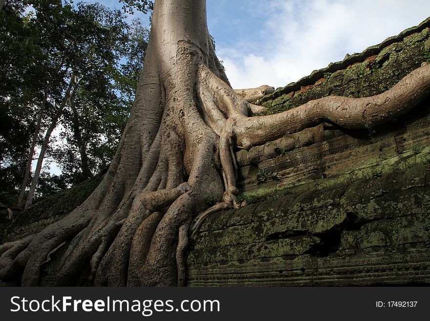 It is an ancient temple in cambodia. An ancient civilization of khmers. Tree roots stick into ruins. Knowingly here filmed the tomb raider, after all here still so it is a lot of secrets and riddles. It is an ancient temple in cambodia. An ancient civilization of khmers. Tree roots stick into ruins. Knowingly here filmed the tomb raider, after all here still so it is a lot of secrets and riddles.