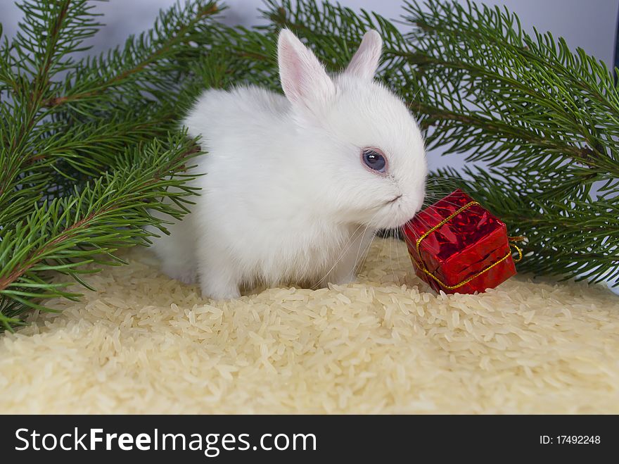 Christmas white rabbit symbol of the Chinese New Year 2011