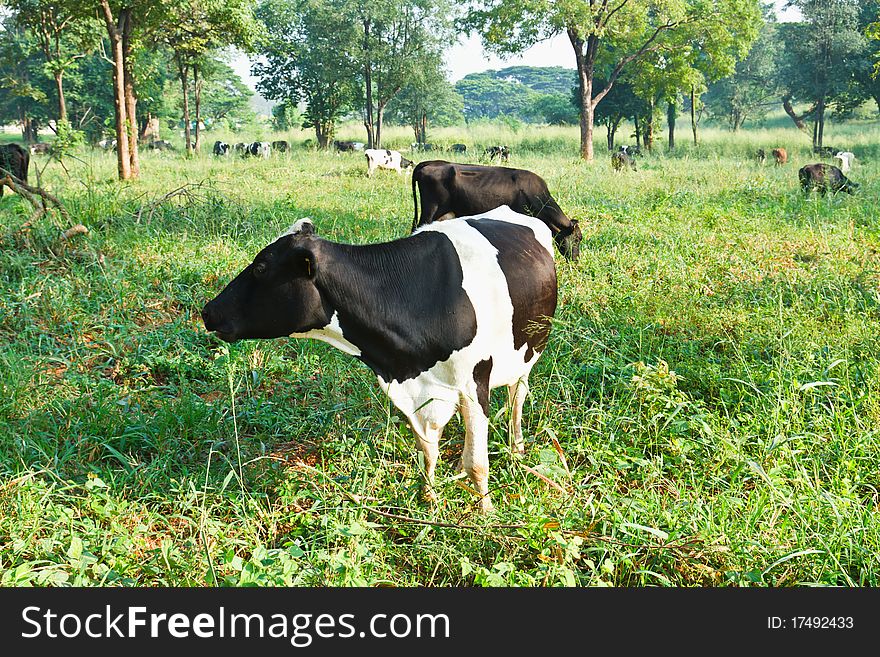 Black and white cows on a farmland