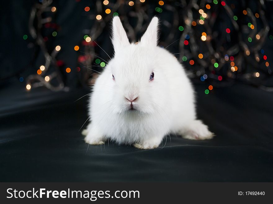 Christmas white rabbit