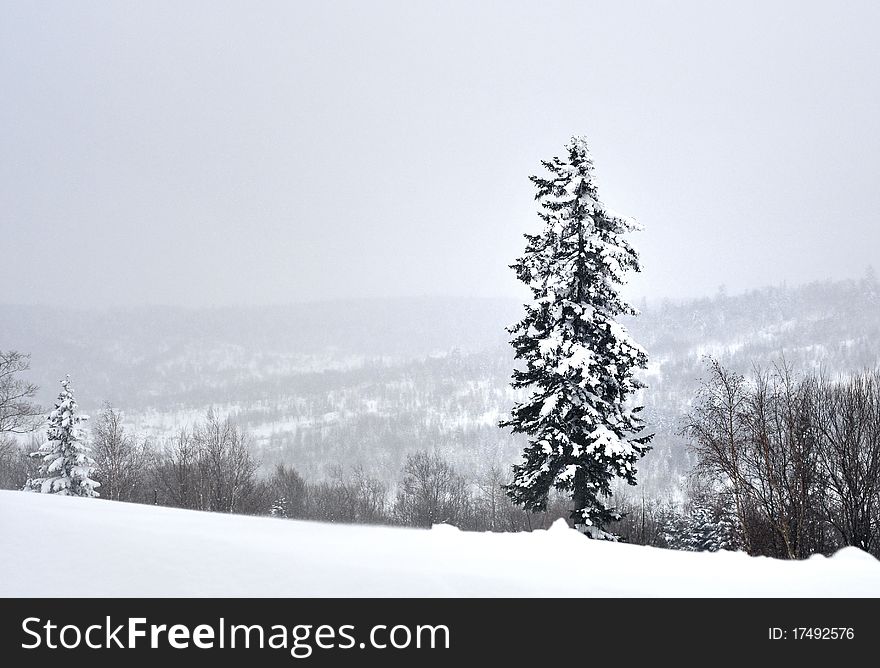 A Single Winter Pine Tree