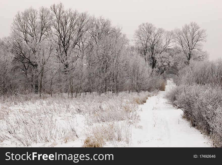Winter landscape in Poland, meadow covered with snow and trees with hoarfrost. Winter landscape in Poland, meadow covered with snow and trees with hoarfrost.