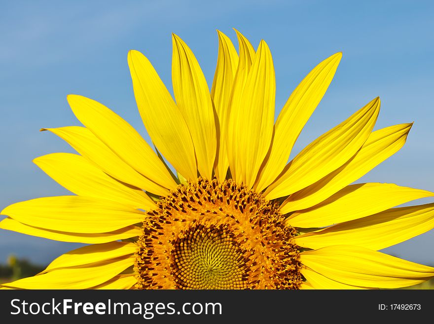 Haft sunflower and blue sky