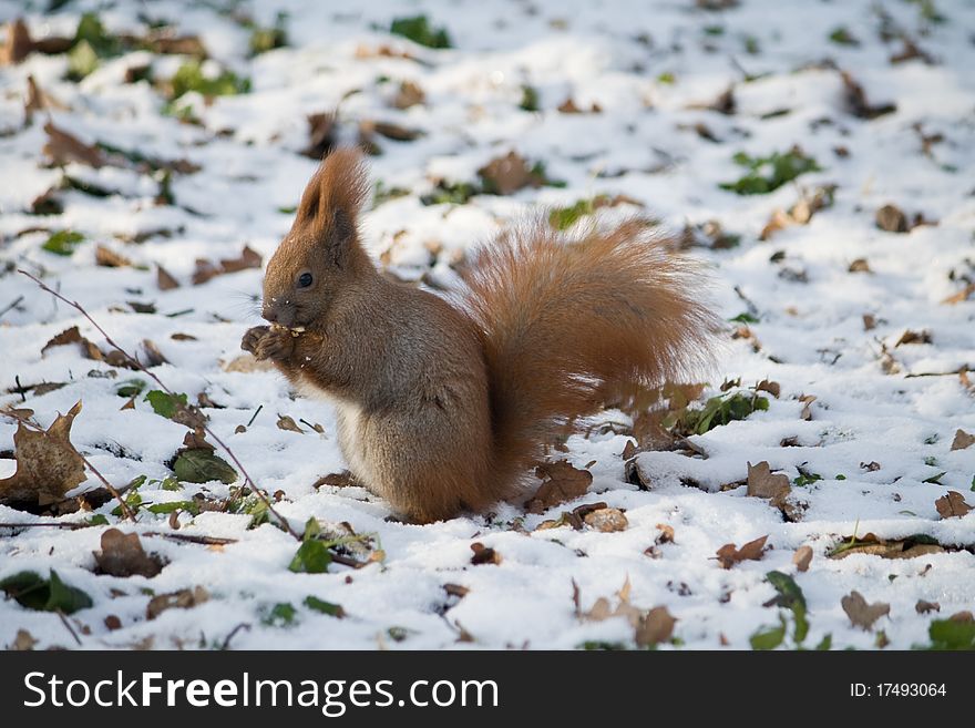 Red squirrel in the winter forest