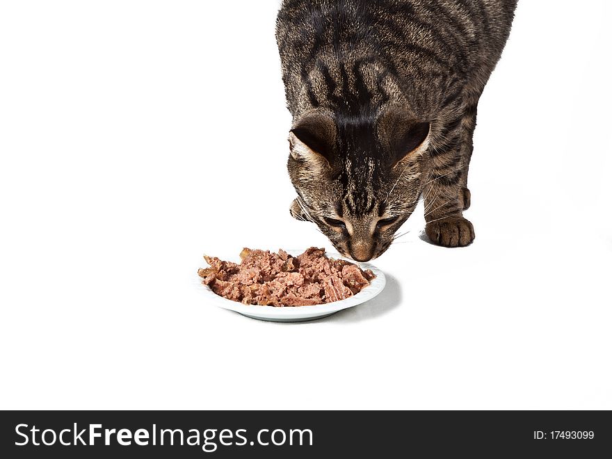 Cute cat eating from a dish