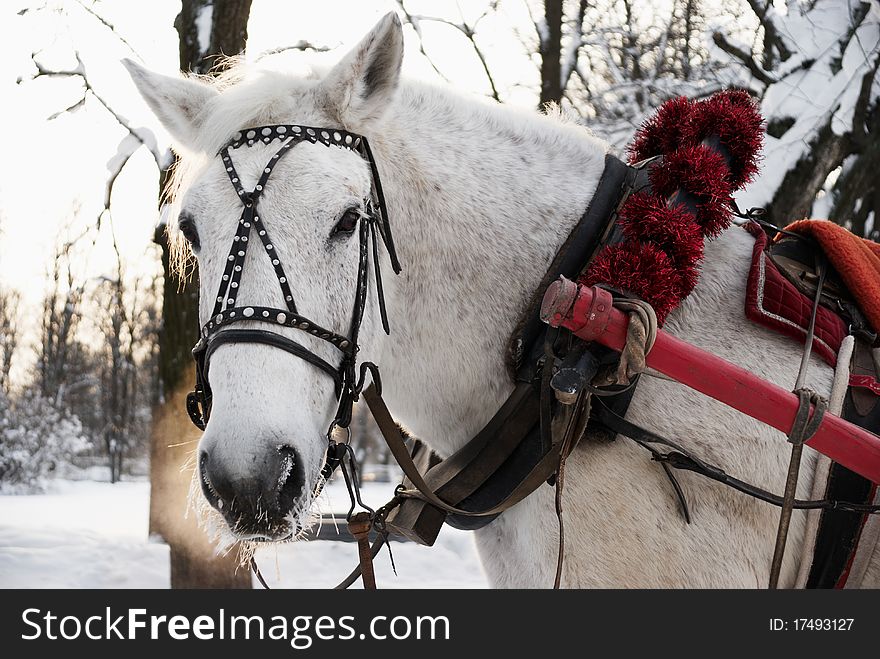 White horse in a beautiful team in winter. White horse in a beautiful team in winter