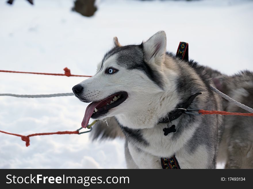 Two Siberian Husky dogs - standing in the snow